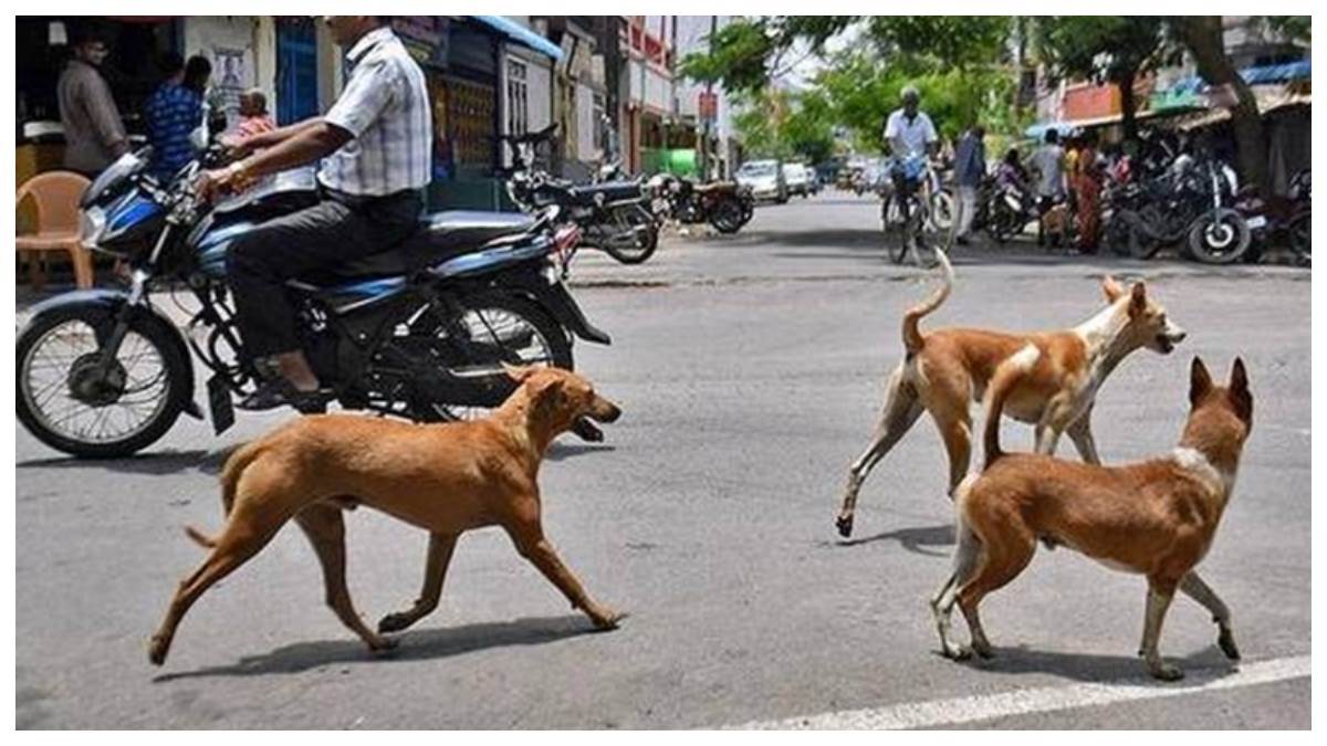 21_05_2026-jabalpur_dog_bite_21.jpg