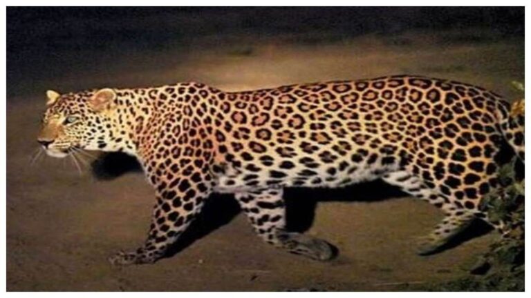 01_06_2026-leopard_1.jpg
