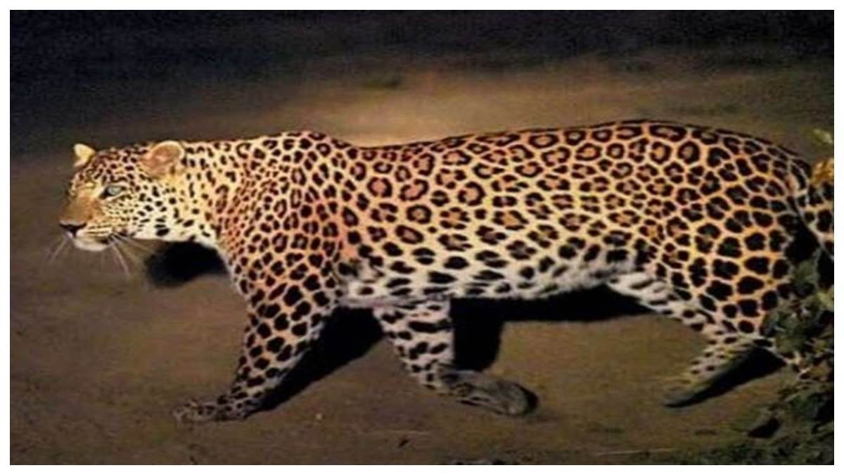 01_06_2026-leopard_1.jpg