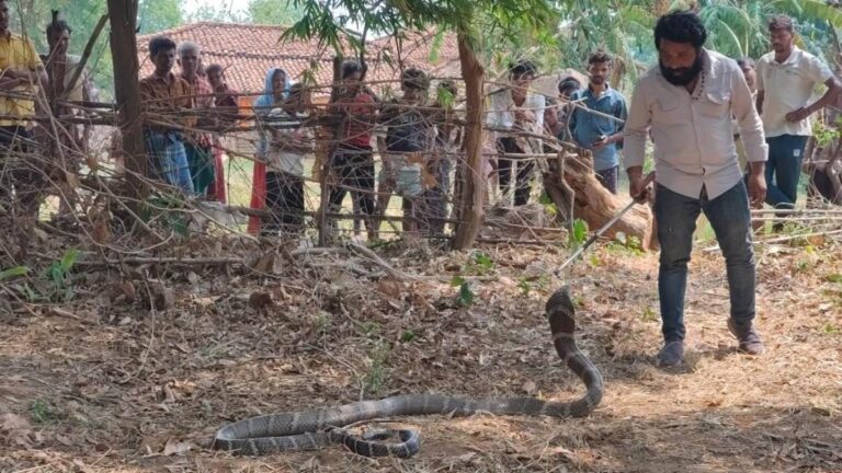 14_06_2026-king_cobra_rescued.jpg