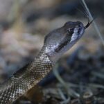 15_06_2026-snake_bite_2026615_164349.jpg
