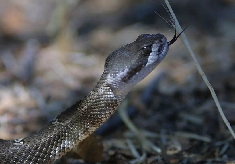 15_06_2026-snake_bite_2026615_164349.jpg