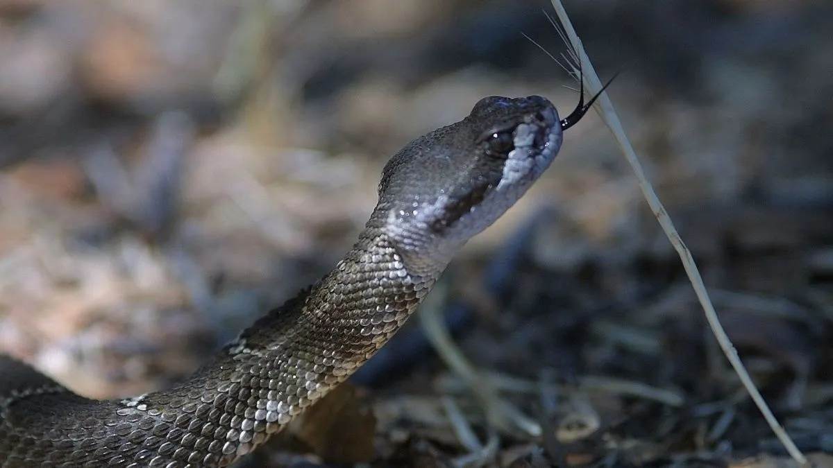 15_06_2026-snake_bite_2026615_164349.jpg