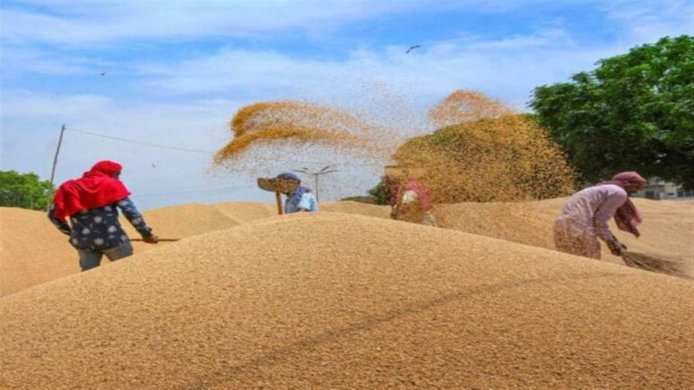 24_06_2026-wheat_procurement_fraud.jpg