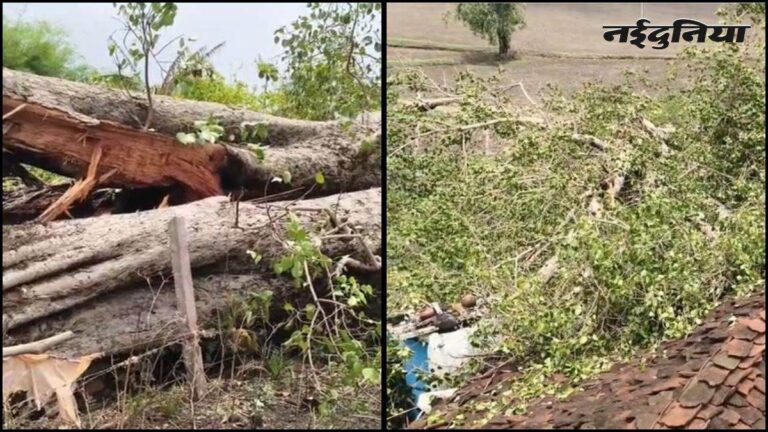 04_07_2026-tree_fall_accident_4july.jpg