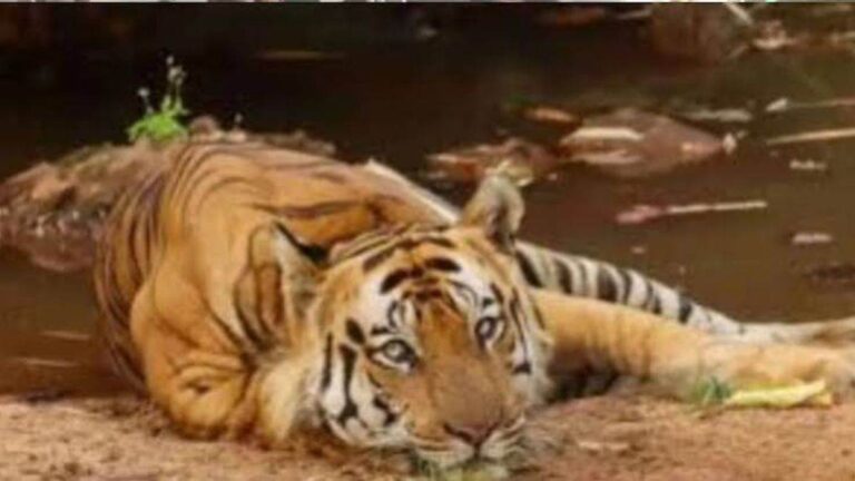 09_07_2026-tiger_deaths_in_kanha_vaccination_.jpg