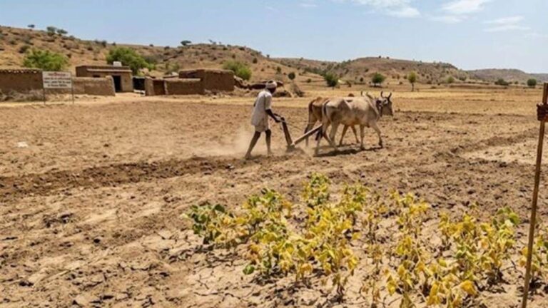14_07_2026-ratlam_kharif_sowing_mp_2026714_134042.jpg