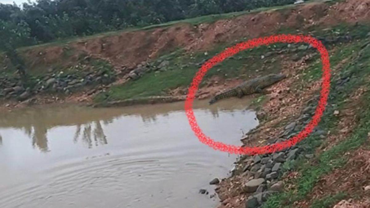 24_07_2026-crocodile_rumors_in_pond.jpg