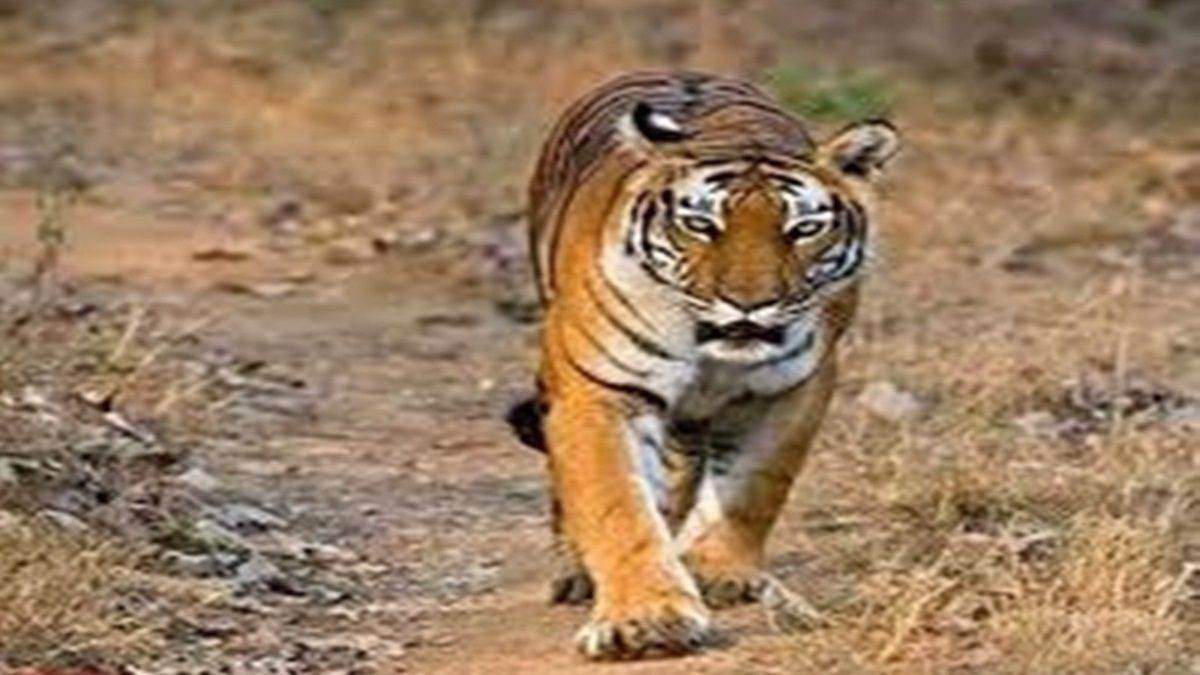 29_07_2026-bandhavgarh_tiger_reserve_umaria.jpg