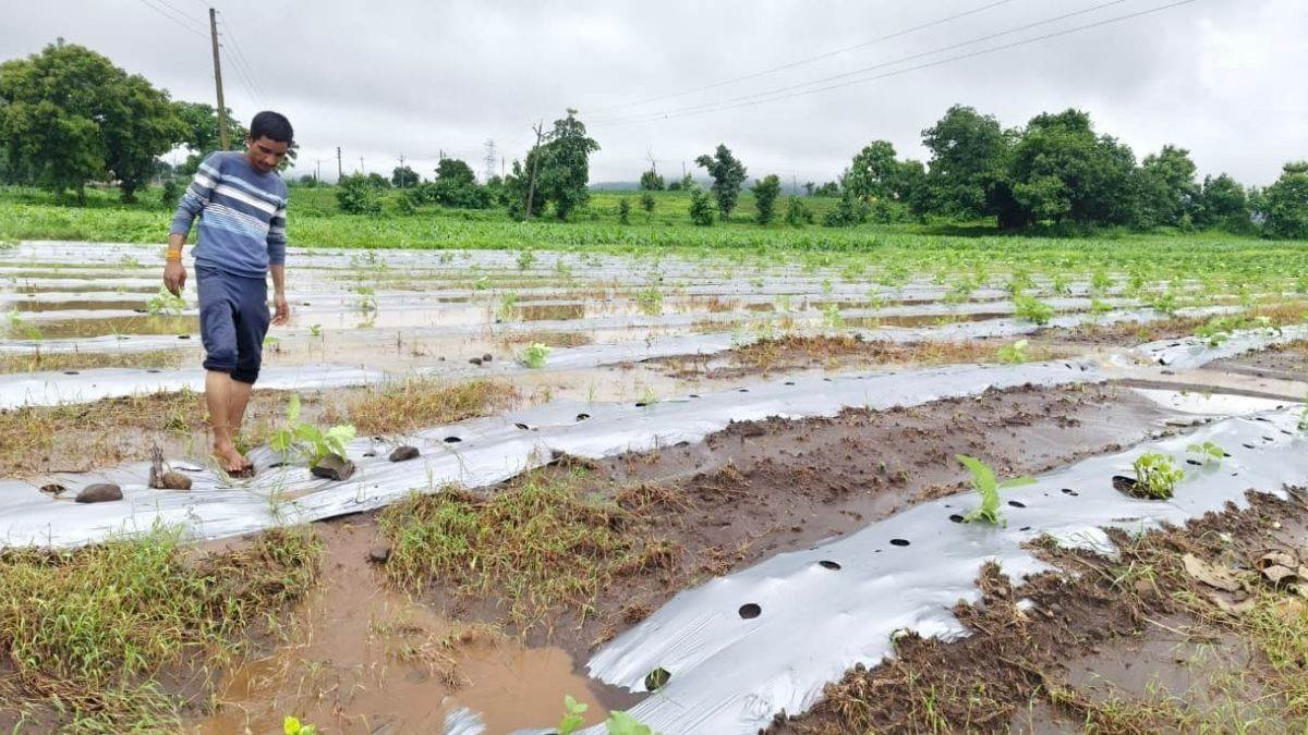 31_07_2026-heavy_rain_batters_malwa_nimar_region.jpg