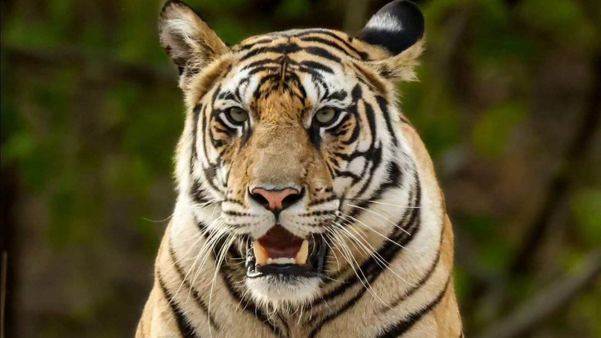 11_08_2026-tiger_human_conflict.jpg
