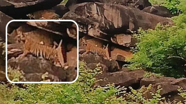 16_08_2026-shivpuri_tigress.jpg