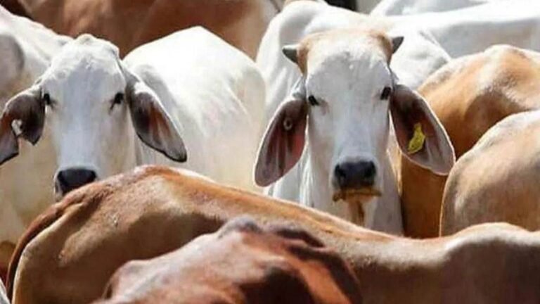 21_08_2026-jabalpur_mahakaushal_cow.jpg