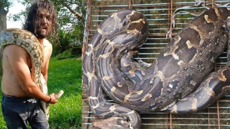 25_08_2026-vidisha_python_snake_attack.jpg