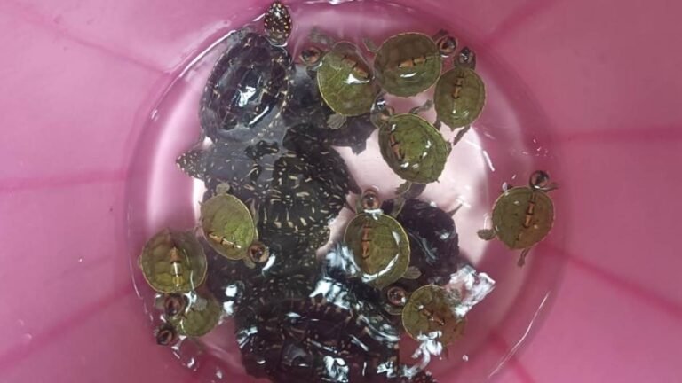 01_09_2026-chambal_balaghat_turtle_smuggling_202691_101934.jpg